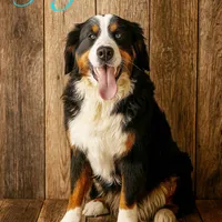 Azure, a female Bernedoodle for sale in Salem, UT – Photo 3 of 5