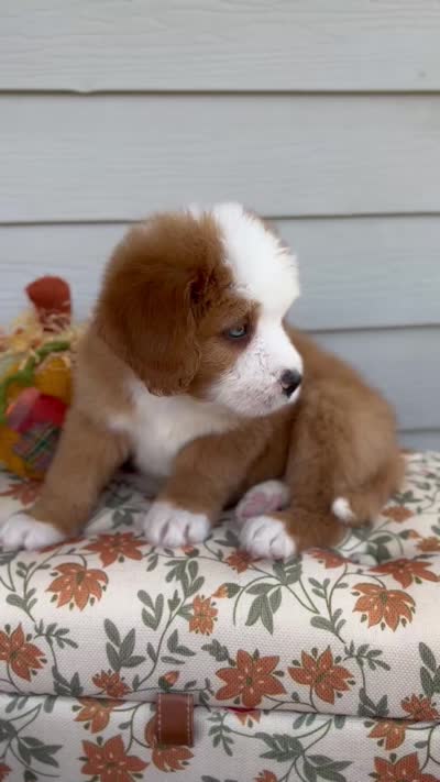 PRINCE, a male Bernedoodle for sale in Salem, UT – 8 of 8