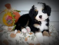 Earl, a male Bernedoodle for sale in Salem, UT – 2 of 7