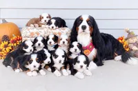 Earl, a male Bernedoodle for sale in Salem, UT – 4 of 7