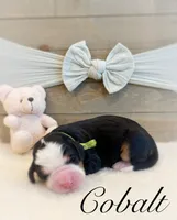 processed/e6b4053a-753f-45eb-9d86-d9ab1e654192/listing/f2010d9a-89fe-4e75-95d0-0af851b46fc3/2bb7b6fb-2733-4fe5-bba8-a52ae91b73ba