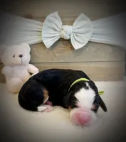 processed/e6b4053a-753f-45eb-9d86-d9ab1e654192/listing/f2010d9a-89fe-4e75-95d0-0af851b46fc3/84d617bd-103e-42fa-95ad-c23a2eac30e6