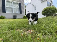 Third, a female Border Collie for sale in Virginia Beach, VA – Photo 1 of 3