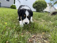 Third, a female Border Collie for sale in Virginia Beach, VA – Photo 3 of 3