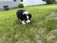Third, a female Border Collie for sale in Virginia Beach, VA – Photo 2 of 3