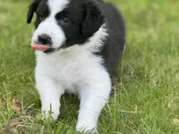 Five, a female Border Collie for sale in Virginia Beach, VA – Photo 2 of 4