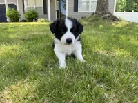 Five, a female Border Collie for sale in Virginia Beach, VA – Photo 3 of 4