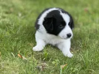 Five, a female Border Collie for sale in Virginia Beach, VA – Photo 4 of 4