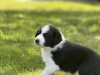 Five, a female Border Collie for sale in Virginia Beach, VA – Photo 1 of 4