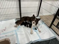 Four, a male Border Collie for sale in Virginia Beach, VA – Photo 4 of 7