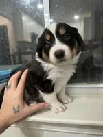 Four, a male Border Collie for sale in Virginia Beach, VA – Photo 2 of 7