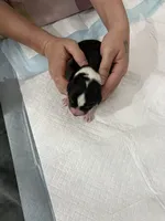 Four, a male Border Collie for sale in Virginia Beach, VA – Photo 3 of 7