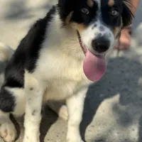 Boss, a male Border Collie for sale in Virginia Beach, VA – Photo 3 of 4