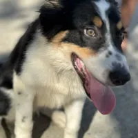 Boss, a male Border Collie for sale in Virginia Beach, VA – Photo 4 of 4