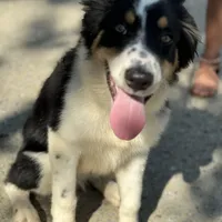 Boss, a male Border Collie for sale in Virginia Beach, VA – Photo 1 of 4