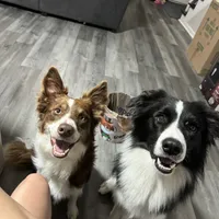 Boss, a male Border Collie for sale in Virginia Beach, VA – Photo 2 of 4