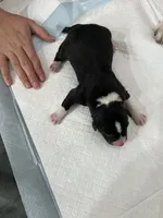 Three, a female Border Collie for sale in Virginia Beach, VA – Photo 2 of 7