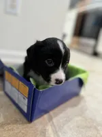 Three, a female Border Collie for sale in Virginia Beach, VA – Photo 7 of 7