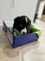 Three, a female Border Collie for sale in Virginia Beach, VA – Photo 1 of 7