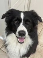 Three, a female Border Collie for sale in Virginia Beach, VA – Photo 5 of 7