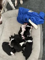 Three, a female Border Collie for sale in Virginia Beach, VA – Photo 4 of 7