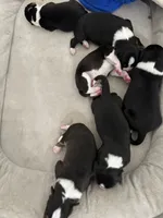 Three, a female Border Collie for sale in Virginia Beach, VA – Photo 6 of 7