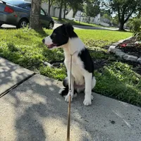 fourth, a male Border Collie for sale in Virginia Beach, VA – Photo 3 of 3