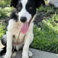 fourth, a male Border Collie for sale in Virginia Beach, VA – Photo 2 of 3