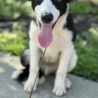 fourth, a male Border Collie for sale in Virginia Beach, VA – Photo 1 of 3