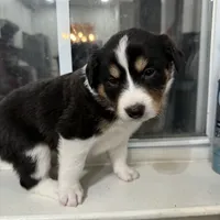 Two, a female Border Collie for sale in Virginia Beach, VA – Photo 2 of 7