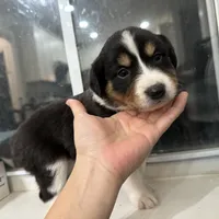 Two, a female Border Collie for sale in Virginia Beach, VA – Photo 1 of 7