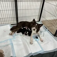 Two, a female Border Collie for sale in Virginia Beach, VA – Photo 7 of 7