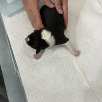 Two, a female Border Collie for sale in Virginia Beach, VA – Photo 3 of 7