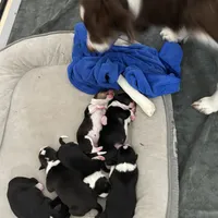 Two, a female Border Collie for sale in Virginia Beach, VA – Photo 6 of 7