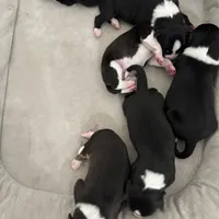 Two, a female Border Collie for sale in Virginia Beach, VA – Photo 5 of 7