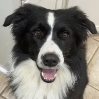 Two, a female Border Collie for sale in Virginia Beach, VA – Photo 4 of 7