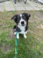 Six, a female Border Collie for sale in Virginia Beach, VA – Photo 4 of 4