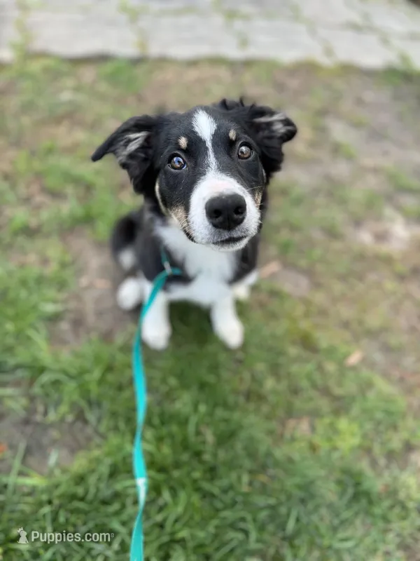 Six – Border Collie puppy for sale in Virginia Beach, VA