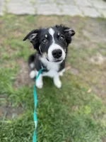 Six, a female Border Collie for sale in Virginia Beach, VA – Photo 1 of 4