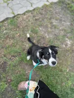 Six, a female Border Collie for sale in Virginia Beach, VA – Photo 3 of 4
