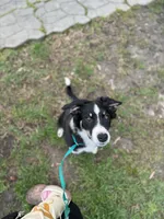 Six, a female Border Collie for sale in Virginia Beach, VA – Photo 2 of 4