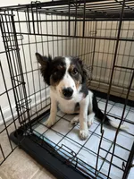 Five, a female Border Collie for sale in Virginia Beach, VA – Photo 2 of 5