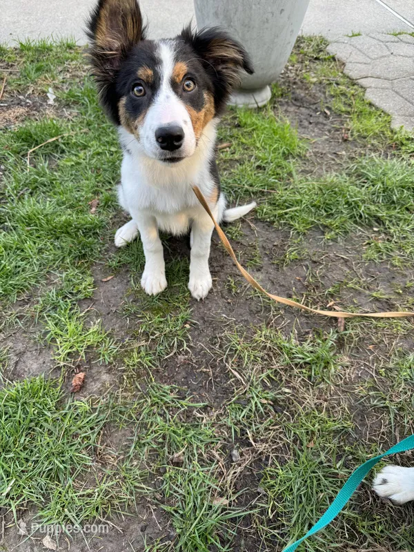 Five, a female Border Collie for sale in Virginia Beach, VA – Photo 1 of 5