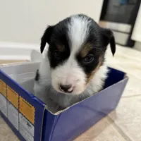 Five, a female Border Collie for sale in Virginia Beach, VA – Photo 5 of 5