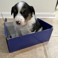 Five, a female Border Collie for sale in Virginia Beach, VA – Photo 4 of 5