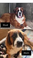 Dark Blue collar , a male Bernese Mountain Dog and Saint Bernard for sale in Davenport, WA – 7 of 7