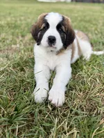 Dark Blue collar , a male Bernese Mountain Dog and Saint Bernard for sale in Davenport, WA – 3 of 7