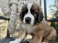 Orange collar , a male Bernese Mountain Dog and Saint Bernard for sale in Davenport, WA – 2 of 4