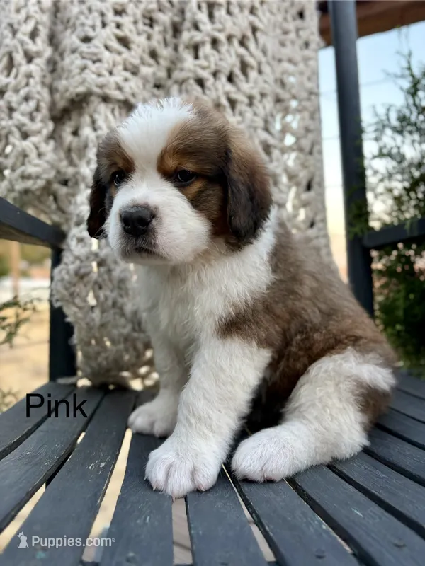 Pink collar – Bernese Mountain Dog, Saint Bernard puppy for sale in Davenport, WA