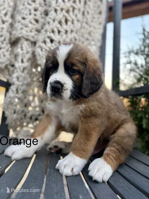 Orange collar  – Bernese Mountain Dog, Saint Bernard puppy for sale in Davenport, WA